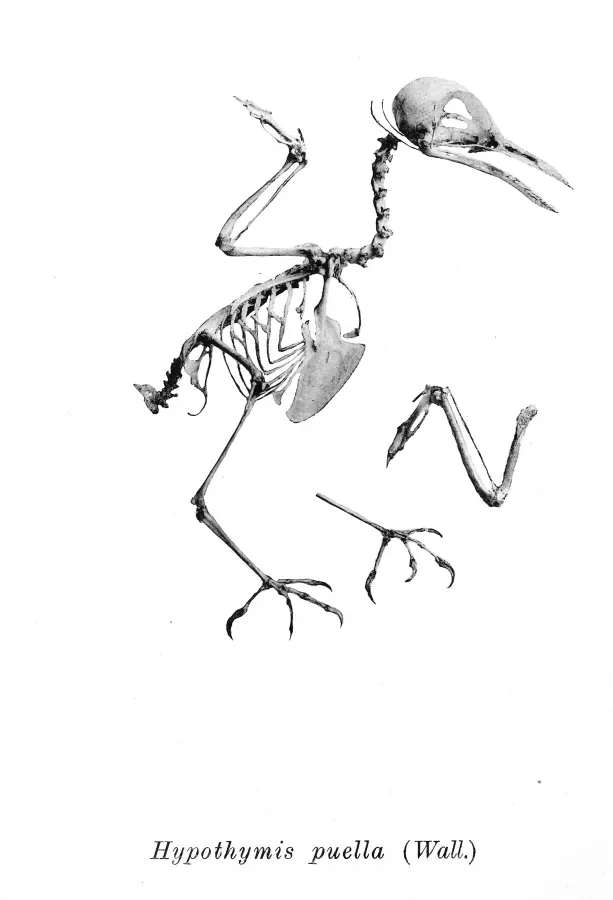 File:Hypothymis puella 203.jpg