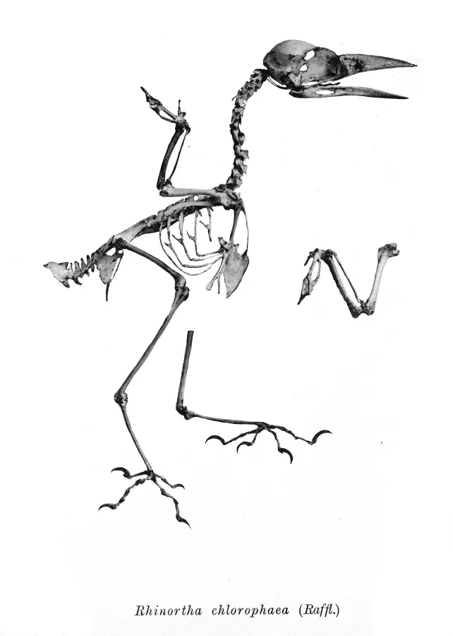 File:Rhinortha chlorophaea 186.jpg