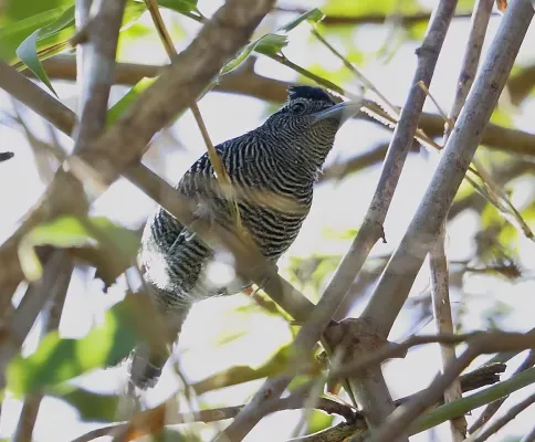 File:Cymbilaimus sanctaemariae - Bamboo antshrike (male).jpg