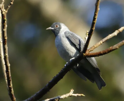 File:Conioptilon mcilhennyi - Black-faced cotinga.jpg