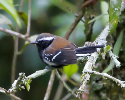 File:Formicivora serrana - Serra anwren (male).jpg