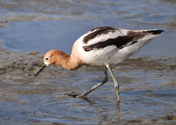 File:Recurvirostra americana -Palo Alto Baylands-8.jpg