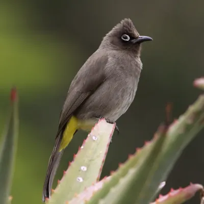 File:Cape Bulbul, Pycnonotus capensis at Kirstenbosch (36149006000).jpg