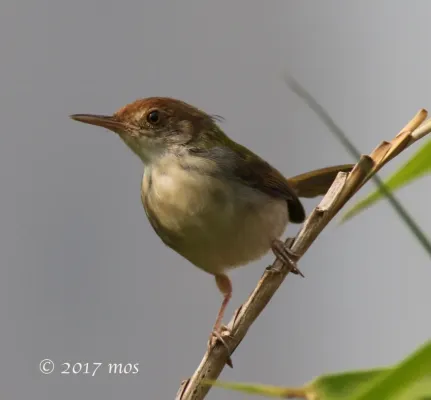 File:Olive-backed Tailorbird (Orthotomus sepium) of South Jakarta, Indonesia.jpg