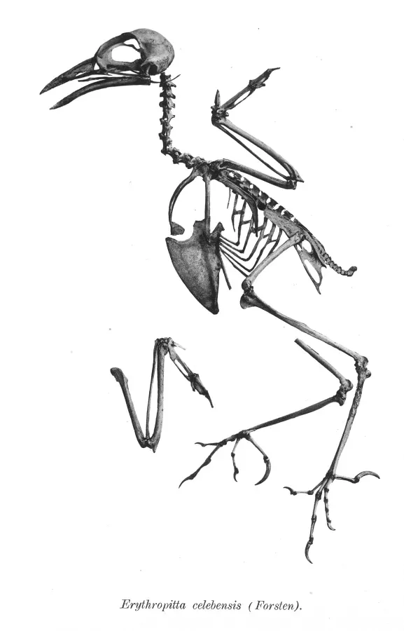 File:Erythropitta celebensis 161.jpg
