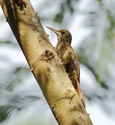 File:Lepidocolaptes fatimalimae - Inambari woodcreeper.jpg
