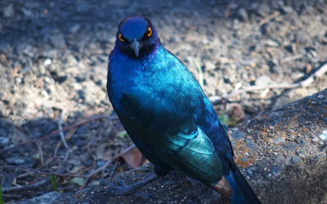 File:Lamprotornis nitens gazing.jpg