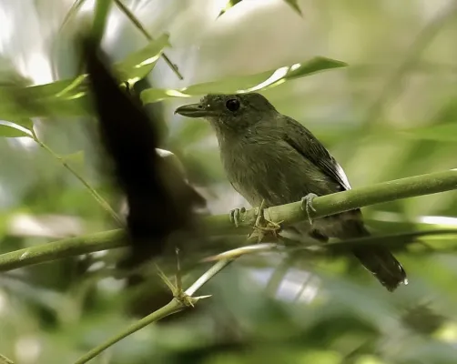 File:Thamnophilus murinus - Mouse-colored Antshrike (male).jpg