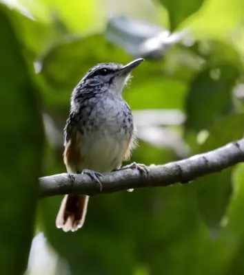 File:Hypocnemis peruviana - Peruvian warbling-antbird 01.jpg