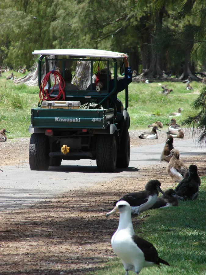 File:Starr 080609-7946 Phoebastria immutabilis and Chugach workers in cart.jpg