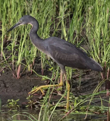 File:Slaty egret, Egretta vinaceigula, Chobe National Park, Botswana (36580251731).jpg