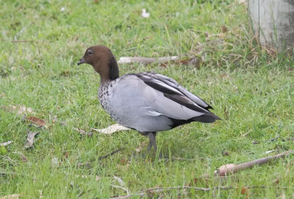 File:Maned Duck (Chenonetta jubata) (31283136775).jpg