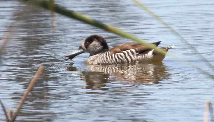 File:Pink-eared Duck (Malacorhynchus membranaceus) (31168113351).jpg