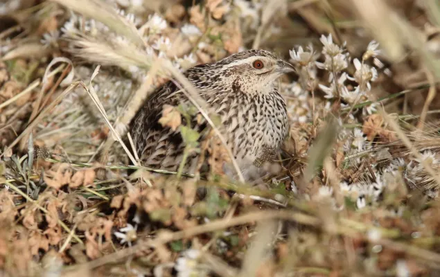 File:Stubble Quail (Coturnix pectoralis) (31168290801).jpg