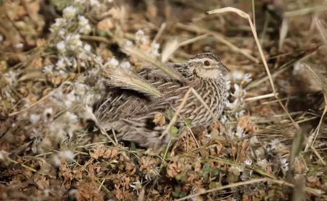 File:Stubble Quail (Coturnix pectoralis) (31246748686).jpg