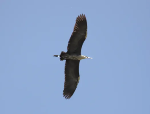 File:White-necked Heron (Ardea pacifica) (31228279801).jpg