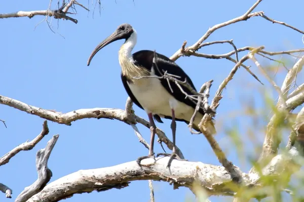 File:Straw-Necked Ibis (Threskiornis spinicollis) (31343307505).jpg