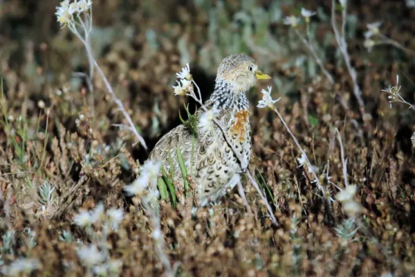 File:Plains-wanderer (Pedionomus torquatus) (30547431043).jpg