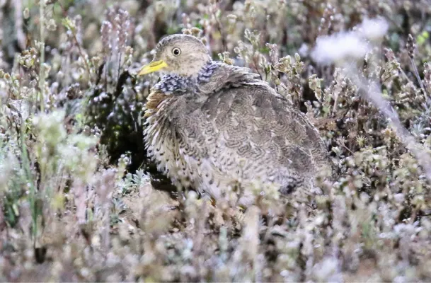 File:Plains-wanderer (Pedionomus torquatus) 4b (31355260465).jpg