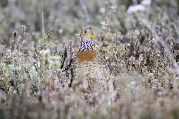 File:Plains-wanderer (Pedionomus torquatus) 7 (30547426803).jpg