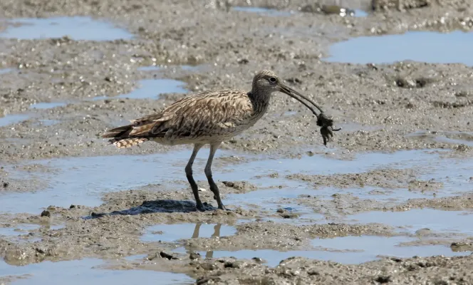 File:Far Eastern Curlew (Numenius madagascariensis) (31323832326).jpg