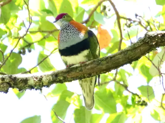 File:Superb Fruit-Dove (Ptilinopus superbus) (31325780326).jpg