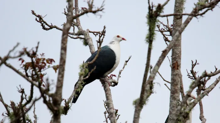 File:White-headed Pigeon (Columba leucomela) (31325752556).jpg