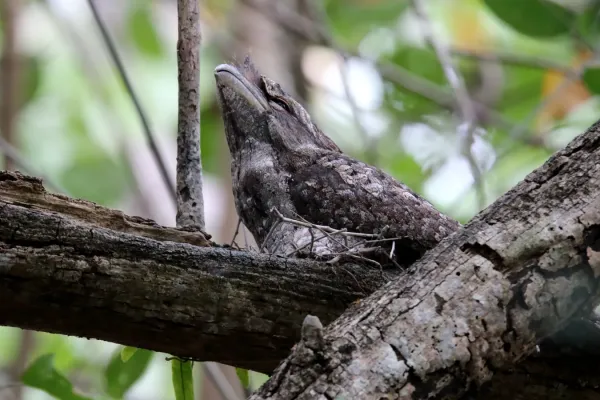 File:Papuan Frogmouth (Podargus papuensis) (31374061025).jpg