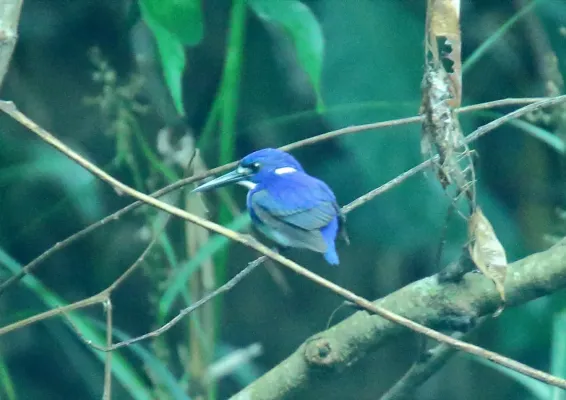 File:Little Kingfisher (Ceyx pusillus) (30552449574).jpg