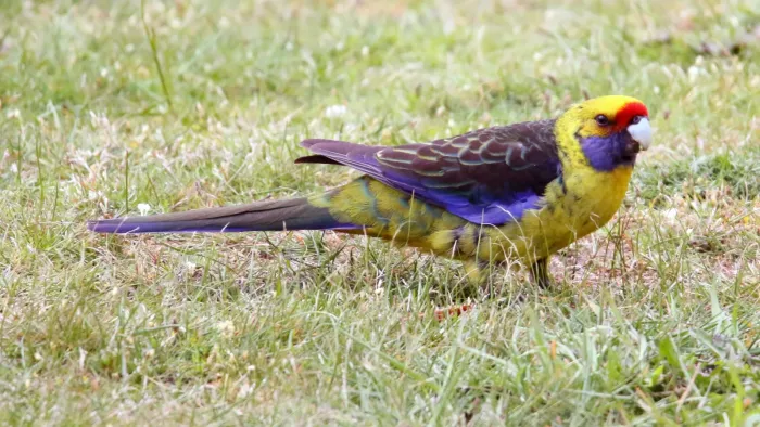 File:Green Rosella (Platycercus caledonicus) (31008140400).jpg