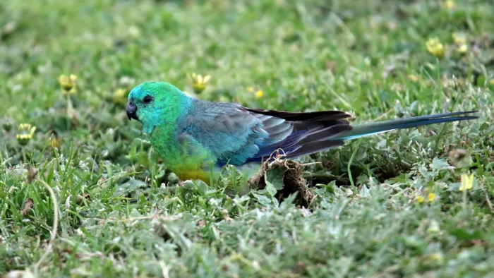 File:Red-rumped Parrot (Psephotus haematonotus) (31262230281).jpg