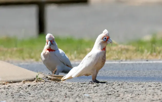 File:Long-billed Corella (Cacatua tenuirostris) (30569925743).jpg