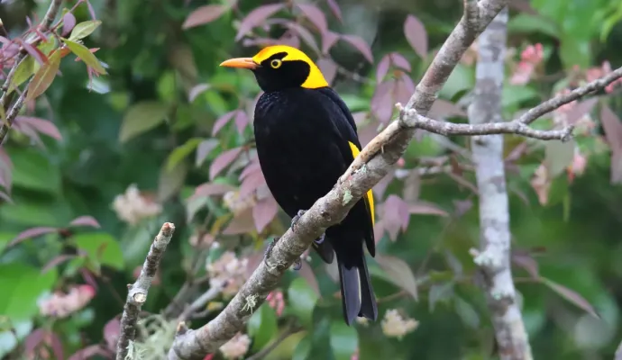 File:Regent Bowerbird (Sericulus chrysocephalus) (31010121600).jpg