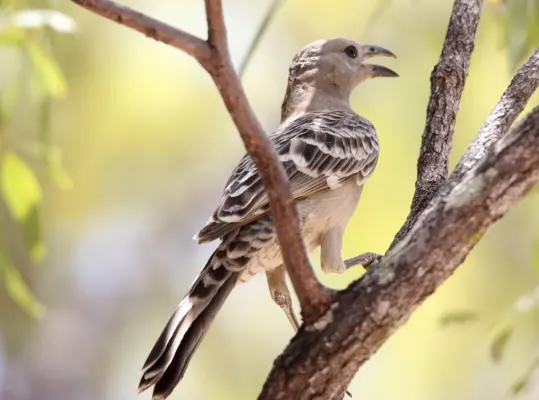 File:Great Bowerbird (Chlamydera nuchalis) (31010128910).jpg