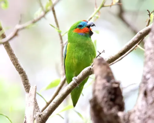 File:Double-eyed Fig-Parrot (Cyclopsitta diophthalma) (31377304345).jpg