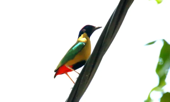 File:Noisy Pitta (Pitta versicolor) (30569915253).jpg