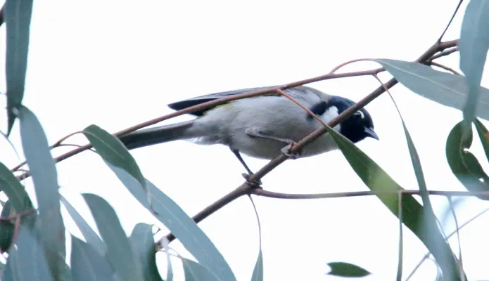 File:Black-headed Honeyeater (Melithreptus affinis) (31359631846).jpg