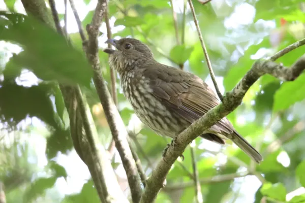 File:Tooth-billed Bowerbird (Scenopoeetes dentirostris), Australia (31379420685).jpg