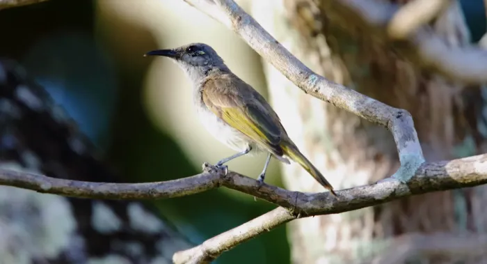 File:Brown Honeyeater (Lichmera indistincta) (31281131931).jpg