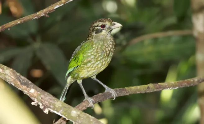 File:Spotted Catbird (Ailuroedus maculosus) (30571982403).jpg