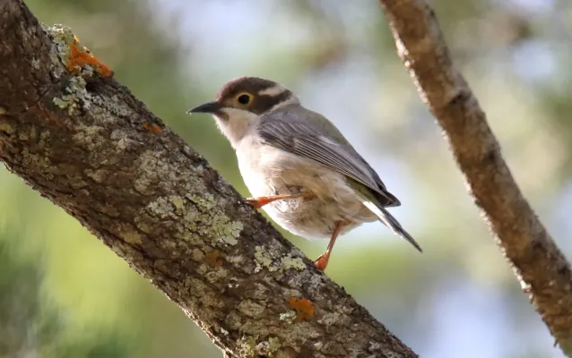 File:Brown-headed Honeyeater (Melithreptus brevirostris) (31281116691).jpg