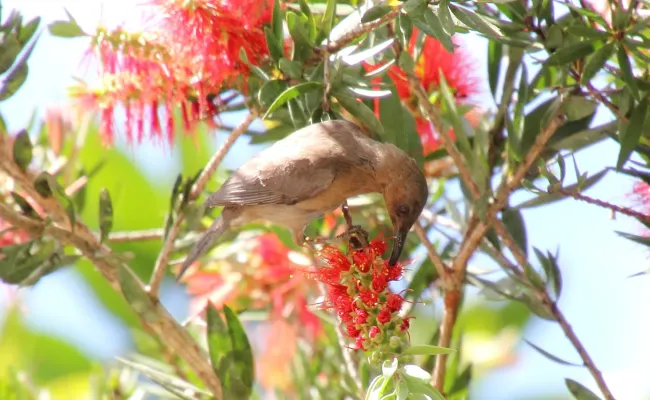 File:Dusky Honeyeater (Myzomela obscura) (31359594426).jpg
