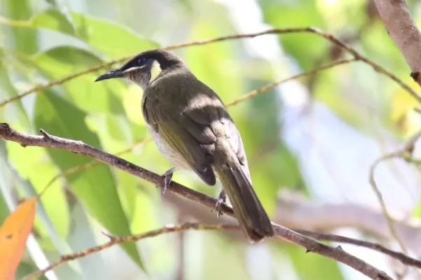 File:Lewin's Honeyeater (Meliphaga lewinii) (31026808220).jpg