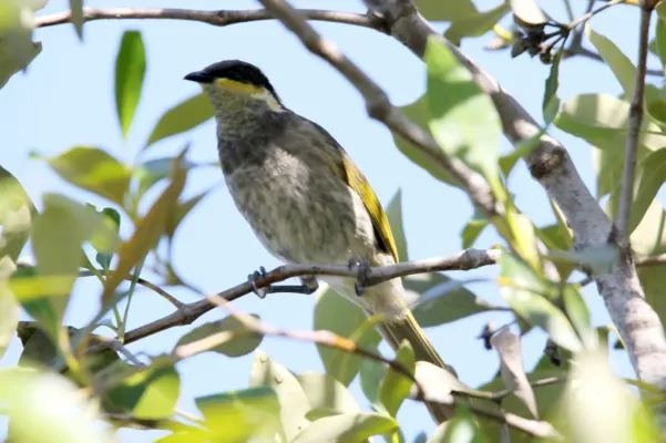 File:Mangrove Honeyeater (Gavicalis fasciogularis) (31251854922).jpg