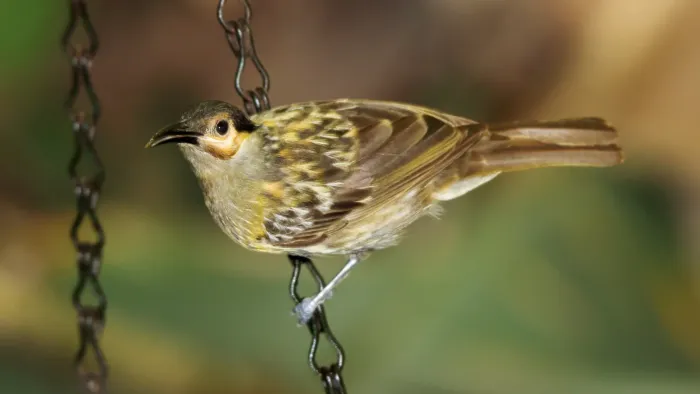 File:Macleay's Honeyeater (Xanthotis macleayanus) (31251862612).jpg