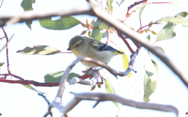 File:Spotted Pardalote (Pardalotus punctatus) (30860510523).jpg