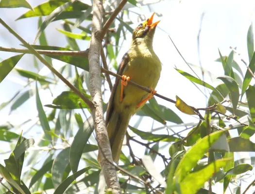 File:Bell Miner (Manorina melanophrys) (31251923512).jpg