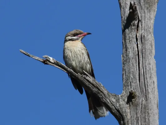 File:Spiny-cheeked Honeyeater (Acanthagenys rufogularis) (31359514736).jpg