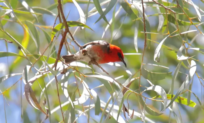 File:Scarlet Myzomela (Myzomela sanguinolenta) (31395702605).jpg