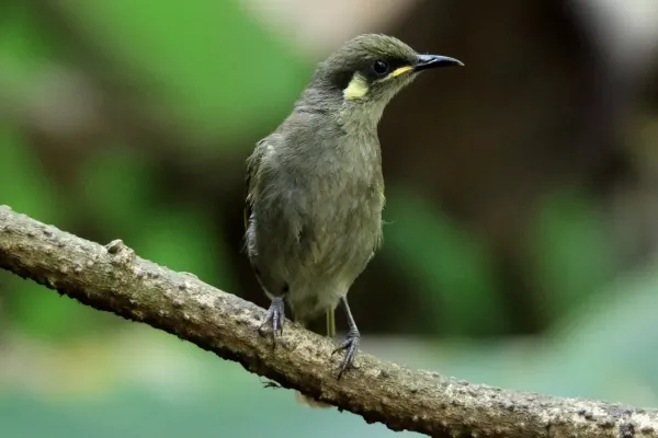 File:Yellow-spotted Honeyeater (Meliphaga notata) (31395662625).jpg